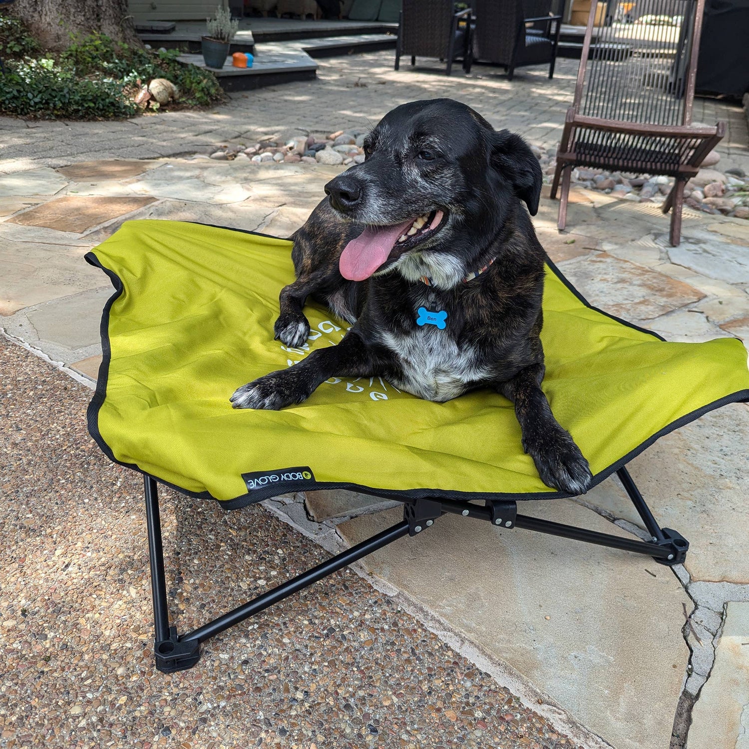 Pet Accessories