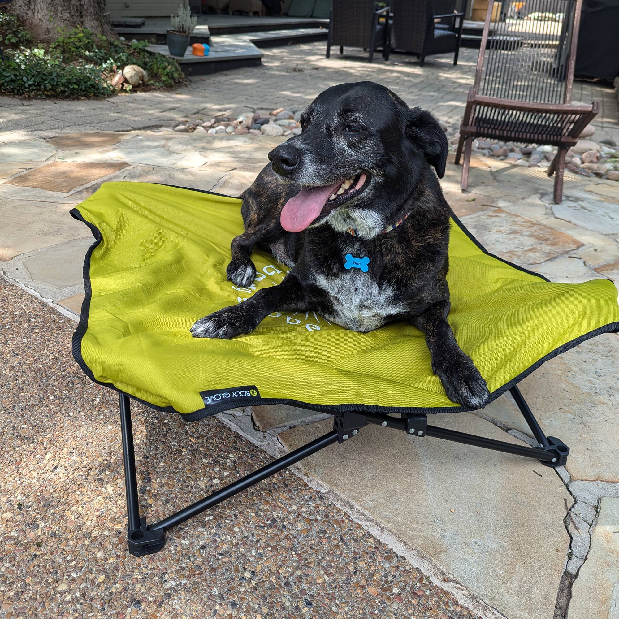 Pet Accessories