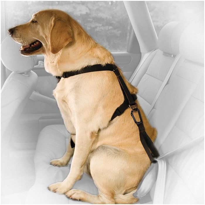 KURGO, SEAT BELT TEATHER